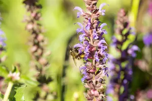 salvia nem. 'blue bouquetta'® P9 - afbeelding 3