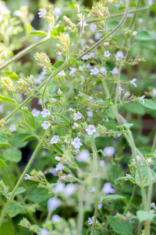 calamintha nep. 'blue cloud' P9 - afbeelding 4