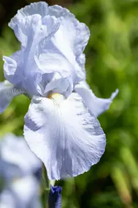 iris (pum.) 'blue denim' P9