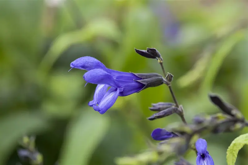 salvia guar. 'blue enigma' P9