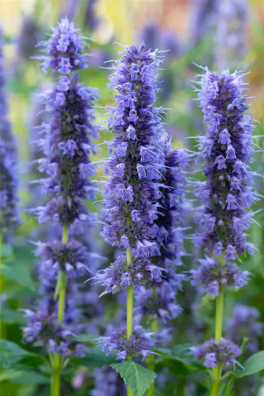 agastache hybr. 'blue fortune' P9 - afbeelding 5