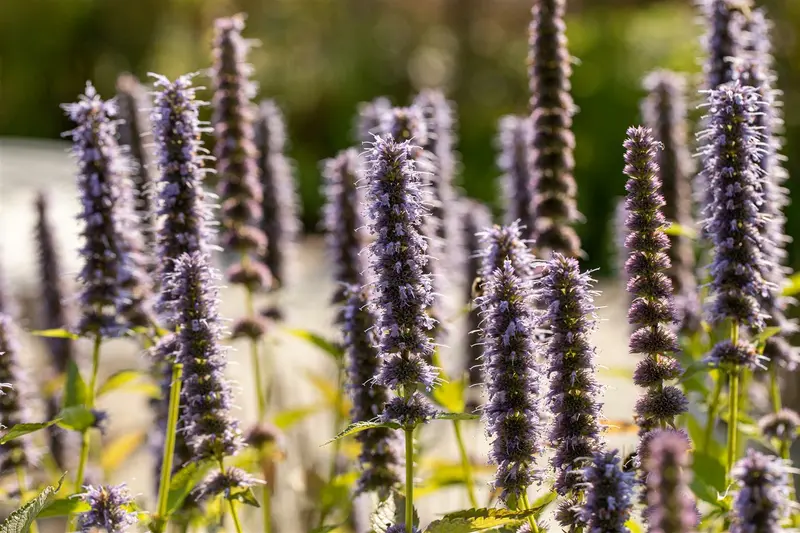 agastache 'blue fortune' P11 - afbeelding 1