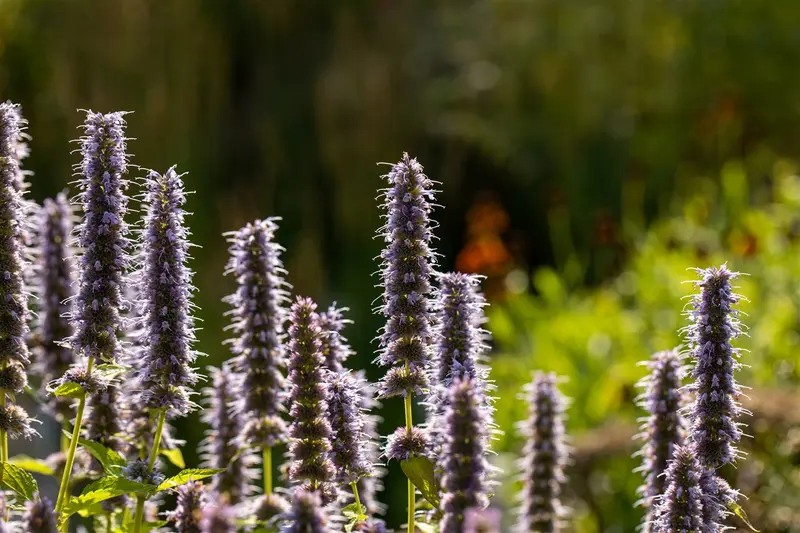 agastache 'blue fortune' P11 - afbeelding 2