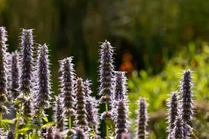 agastache 'blue fortune' P11 - afbeelding 2