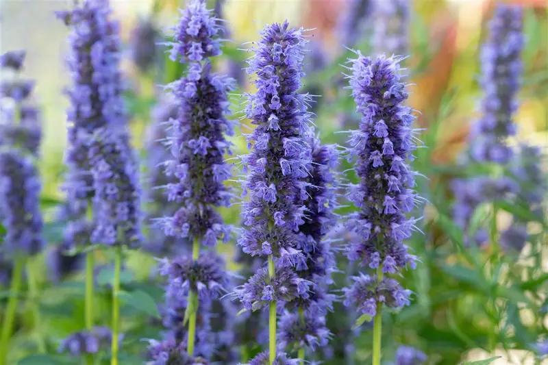 agastache 'blue fortune' P11 - afbeelding 4