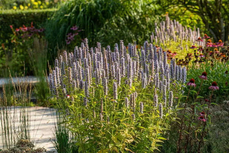 agastache hybr. 'blue fortune' P9 - afbeelding 3