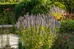 agastache hybr. 'blue fortune' C2 - afbeelding 3