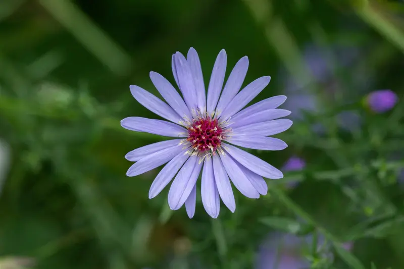 Aster cord. 'Blue Heaven' P9