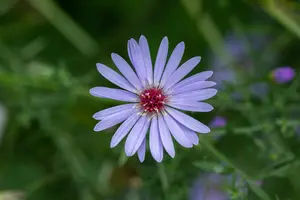 Aster cord. 'Blue Heaven' P9