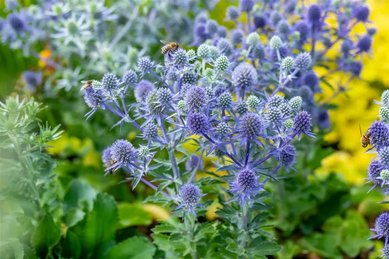 eryngium planum 'blue hobbit' P11