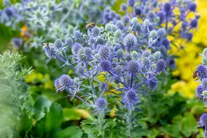 eryngium plan. 'blue hobbit' -> zie 'blauer zwerg'