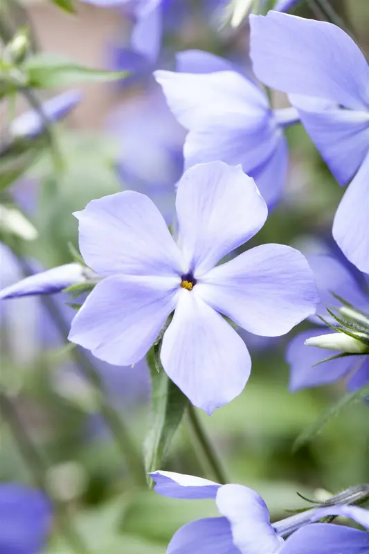 phlox divar. 'blue moon' P9 - afbeelding 2