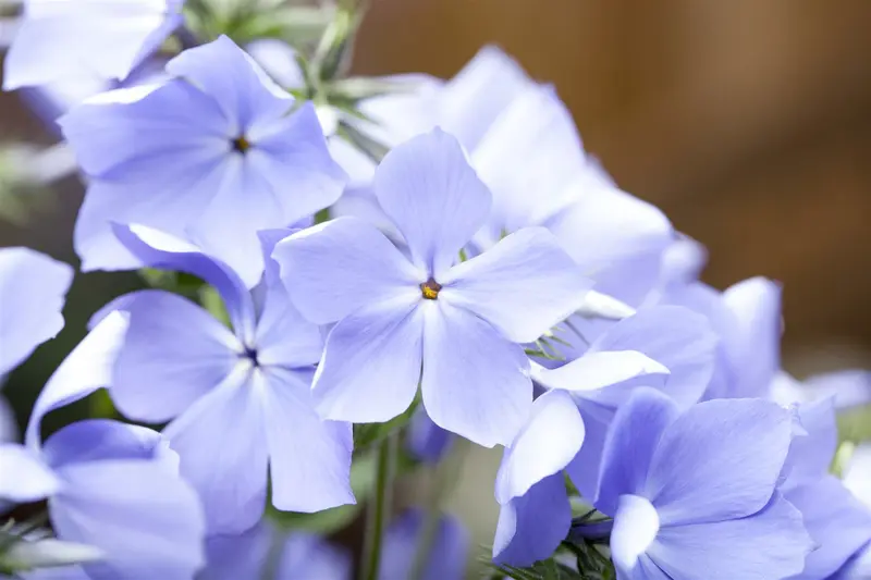 phlox divar. 'blue moon' P9 - afbeelding 1