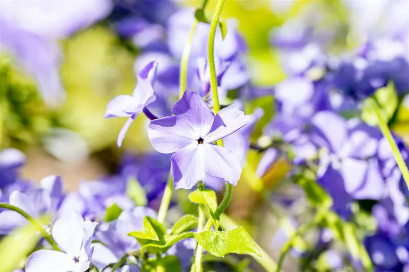 phlox divar. 'blue moon' P9 - afbeelding 5