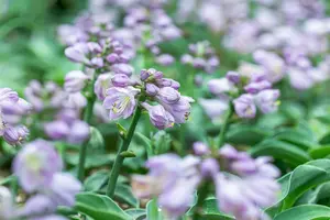 hosta 'blue mouse ears' P11