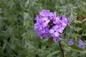 phlox (p) 'blue paradise' P9 - afbeelding 1