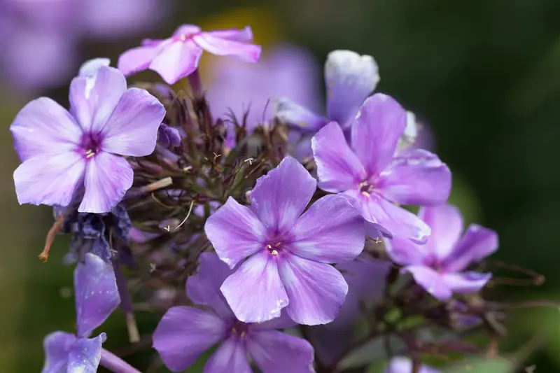 phlox (p) 'blue paradise' P9 - afbeelding 2