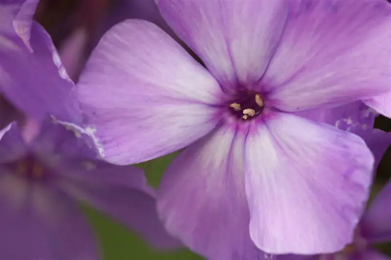 phlox (p) 'blue paradise' P9 - afbeelding 3