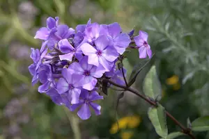 phlox (p) 'blue paradise' P9 - afbeelding 4