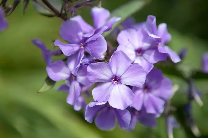 phlox (p) 'blue paradise' P9 - afbeelding 5