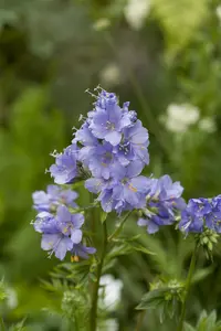 polemonium rept. 'blue pearl' P9 - afbeelding 1