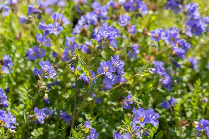 polemonium rept. 'blue pearl' P9 - afbeelding 4