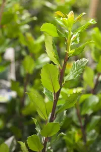 ilex meserveae 'blue prince' (40- 60 cm) - afbeelding 3