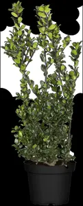 ilex meserveae 'blue prince' (40- 60 cm) - afbeelding 4