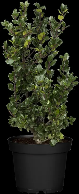 ilex meserveae 'blue prince' (40- 60 cm) - afbeelding 5