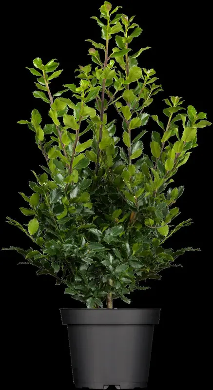 ilex meserveae 'blue prince' (40- 60 cm) - afbeelding 2