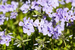 phlox stol. 'blue ridge' P9 - afbeelding 3