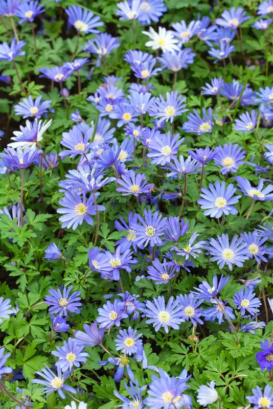 Anemone blanda 'Blue Shades' P9 - afbeelding 2