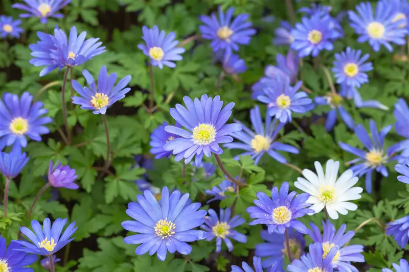 Anemone blanda 'Blue Shades' P9 - afbeelding 1