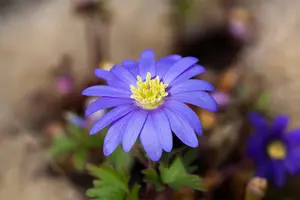 Anemone blanda 'Blue Shades' P9 - afbeelding 3