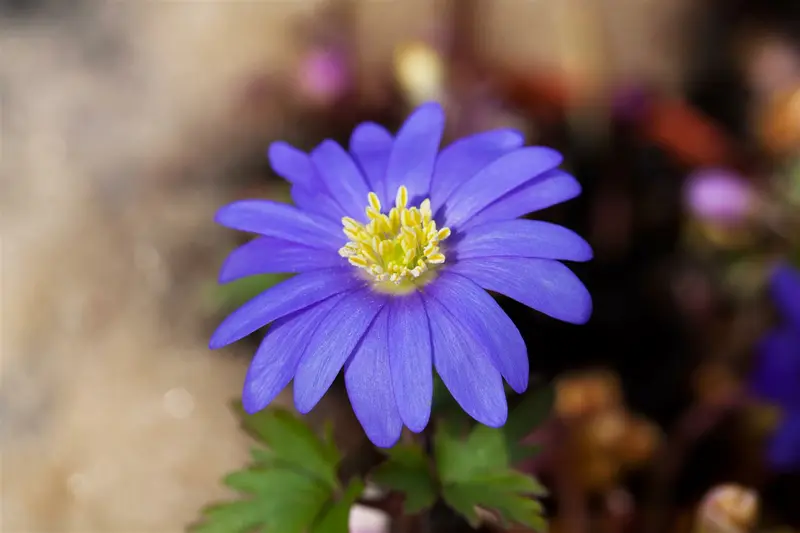 Anemone blanda 'Blue Shades' P9 - afbeelding 4