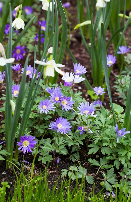 Anemone blanda 'Blue Shades' P9 - afbeelding 5