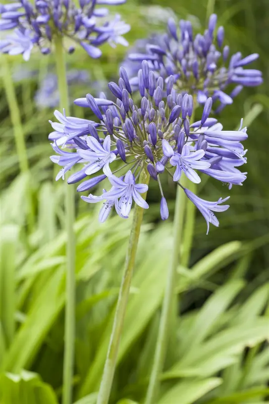 Agapanthus hybr. 'Blue Triumphator' P9