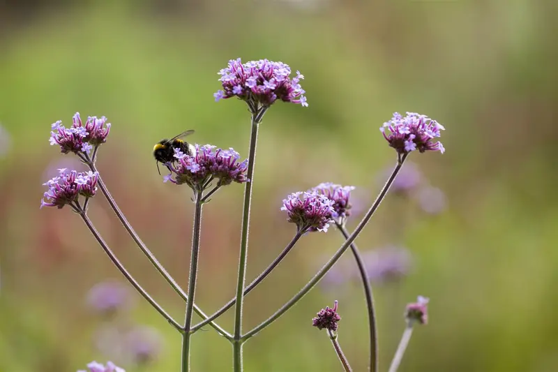 verbena bonariensis P11 - afbeelding 1