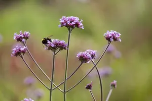 verbena bonariensis P11 - afbeelding 1