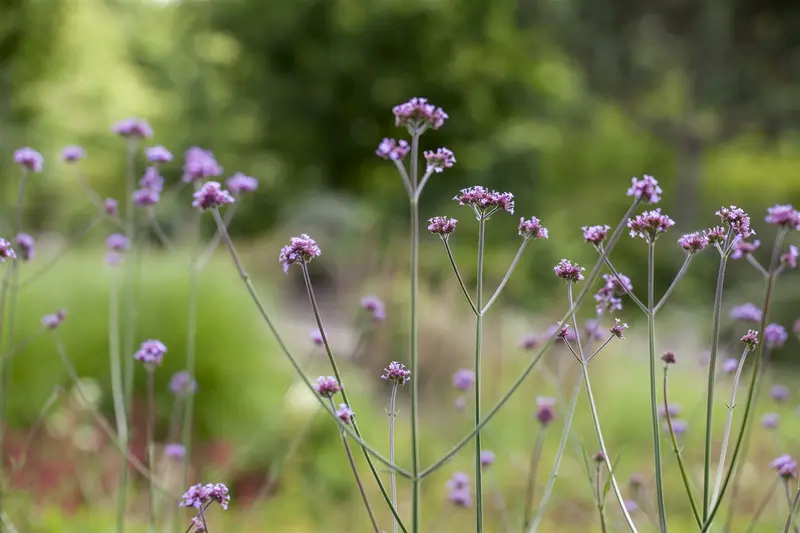 verbena bonariensis P11 - afbeelding 2