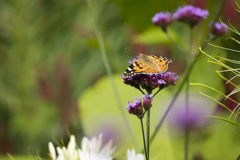 verbena bonariensis P11 - afbeelding 5