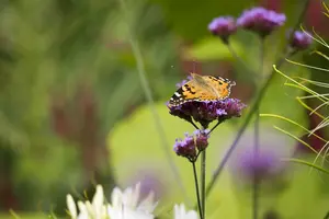 verbena bonariensis P11 - afbeelding 5