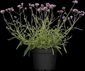 verbena bonariensis P11 - afbeelding 3