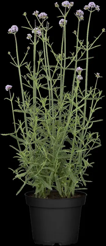 verbena bonariensis P11 - afbeelding 4