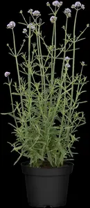 verbena bonariensis P11 - afbeelding 4