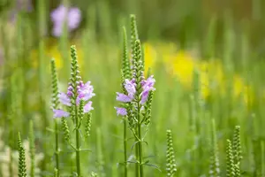 physostegia virg. 'bouquet rose' P11 - afbeelding 1