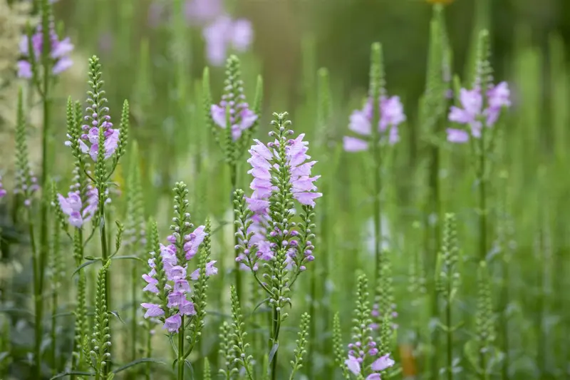 physostegia virg. 'bouquet rose' P11 - afbeelding 2