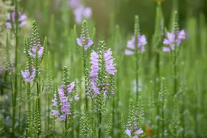 physostegia virg. 'bouquet rose' P11 - afbeelding 2