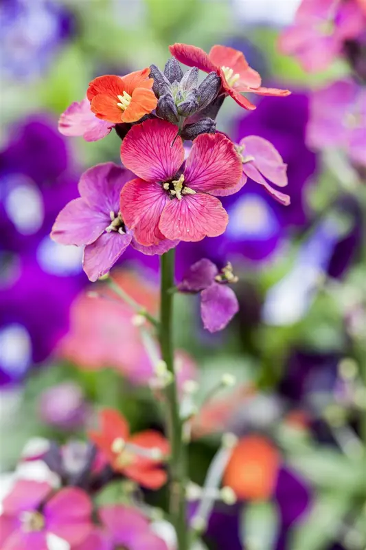 erysimum 'bowles mauve' P9 - afbeelding 2