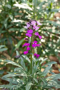 erysimum 'bowles mauve' P9 - afbeelding 5